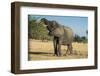 African Bush Elephant (Loxodonta Africana) Eating from a Tree-Michael Runkel-Framed Photographic Print