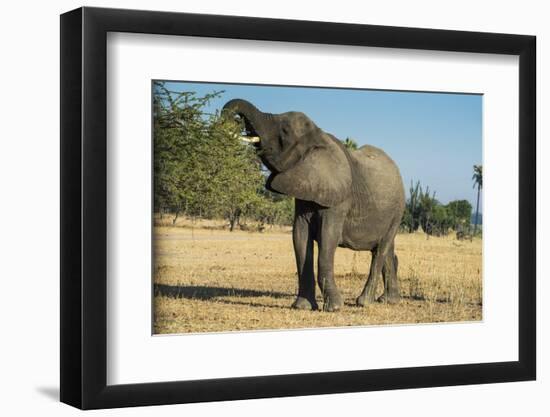 African Bush Elephant (Loxodonta Africana) Eating from a Tree-Michael Runkel-Framed Photographic Print