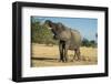 African Bush Elephant (Loxodonta Africana) Eating from a Tree-Michael Runkel-Framed Photographic Print