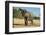 African Bush Elephant (Loxodonta Africana) Eating from a Tree-Michael Runkel-Framed Photographic Print