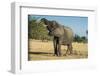 African Bush Elephant (Loxodonta Africana) Eating from a Tree-Michael Runkel-Framed Photographic Print