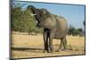 African Bush Elephant (Loxodonta Africana) Eating from a Tree-Michael Runkel-Mounted Photographic Print