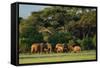 African Bush Elephant - Loxodonta Africana, Kenya, Africa-David Havel-Framed Stretched Canvas