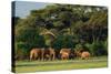 African Bush Elephant - Loxodonta Africana, Kenya, Africa-David Havel-Stretched Canvas