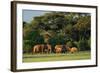 African Bush Elephant - Loxodonta Africana, Kenya, Africa-David Havel-Framed Photographic Print