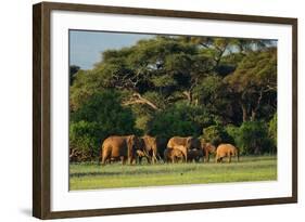 African Bush Elephant - Loxodonta Africana, Kenya, Africa-David Havel-Framed Photographic Print