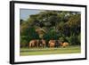 African Bush Elephant - Loxodonta Africana, Kenya, Africa-David Havel-Framed Photographic Print