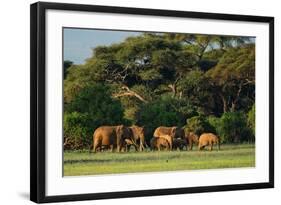 African Bush Elephant - Loxodonta Africana, Kenya, Africa-David Havel-Framed Photographic Print