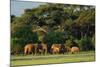 African Bush Elephant - Loxodonta Africana, Kenya, Africa-David Havel-Mounted Photographic Print