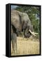 African Bush Elephant (Loxodonta Africana), Liwonde National Park, Malawi, Africa-Michael Runkel-Framed Stretched Canvas
