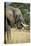 African Bush Elephant (Loxodonta Africana), Liwonde National Park, Malawi, Africa-Michael Runkel-Stretched Canvas