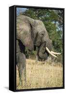 African Bush Elephant (Loxodonta Africana), Liwonde National Park, Malawi, Africa-Michael Runkel-Framed Stretched Canvas