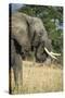 African Bush Elephant (Loxodonta Africana), Liwonde National Park, Malawi, Africa-Michael Runkel-Stretched Canvas
