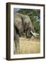 African Bush Elephant (Loxodonta Africana), Liwonde National Park, Malawi, Africa-Michael Runkel-Framed Photographic Print