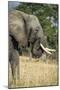 African Bush Elephant (Loxodonta Africana), Liwonde National Park, Malawi, Africa-Michael Runkel-Mounted Photographic Print