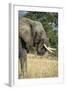 African Bush Elephant (Loxodonta Africana), Liwonde National Park, Malawi, Africa-Michael Runkel-Framed Photographic Print