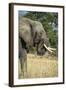 African Bush Elephant (Loxodonta Africana), Liwonde National Park, Malawi, Africa-Michael Runkel-Framed Photographic Print