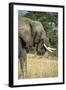 African Bush Elephant (Loxodonta Africana), Liwonde National Park, Malawi, Africa-Michael Runkel-Framed Photographic Print