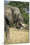 African Bush Elephant (Loxodonta Africana), Liwonde National Park, Malawi, Africa-Michael Runkel-Mounted Photographic Print