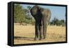 African Bush Elephant (Loxodonta Africana), Liwonde National Park, Malawi, Africa-Michael Runkel-Framed Stretched Canvas