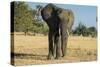 African Bush Elephant (Loxodonta Africana), Liwonde National Park, Malawi, Africa-Michael Runkel-Stretched Canvas