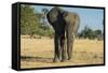 African Bush Elephant (Loxodonta Africana), Liwonde National Park, Malawi, Africa-Michael Runkel-Framed Stretched Canvas