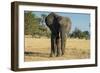 African Bush Elephant (Loxodonta Africana), Liwonde National Park, Malawi, Africa-Michael Runkel-Framed Photographic Print