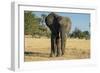 African Bush Elephant (Loxodonta Africana), Liwonde National Park, Malawi, Africa-Michael Runkel-Framed Photographic Print