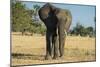 African Bush Elephant (Loxodonta Africana), Liwonde National Park, Malawi, Africa-Michael Runkel-Mounted Photographic Print