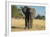 African Bush Elephant (Loxodonta Africana), Liwonde National Park, Malawi, Africa-Michael Runkel-Framed Photographic Print