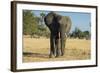 African Bush Elephant (Loxodonta Africana), Liwonde National Park, Malawi, Africa-Michael Runkel-Framed Photographic Print