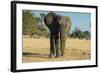 African Bush Elephant (Loxodonta Africana), Liwonde National Park, Malawi, Africa-Michael Runkel-Framed Photographic Print