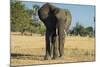 African Bush Elephant (Loxodonta Africana), Liwonde National Park, Malawi, Africa-Michael Runkel-Mounted Photographic Print