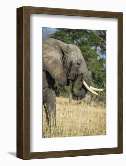 African Bush Elephant (Loxodonta Africana), Liwonde National Park, Malawi, Africa-Michael Runkel-Framed Photographic Print