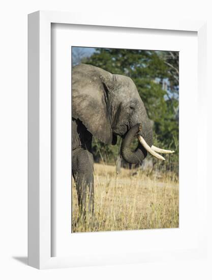 African Bush Elephant (Loxodonta Africana), Liwonde National Park, Malawi, Africa-Michael Runkel-Framed Photographic Print