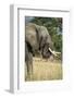 African Bush Elephant (Loxodonta Africana), Liwonde National Park, Malawi, Africa-Michael Runkel-Framed Photographic Print