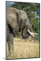 African Bush Elephant (Loxodonta Africana), Liwonde National Park, Malawi, Africa-Michael Runkel-Mounted Photographic Print