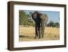 African Bush Elephant (Loxodonta Africana), Liwonde National Park, Malawi, Africa-Michael Runkel-Framed Photographic Print