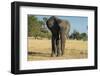 African Bush Elephant (Loxodonta Africana), Liwonde National Park, Malawi, Africa-Michael Runkel-Framed Photographic Print