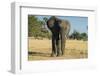 African Bush Elephant (Loxodonta Africana), Liwonde National Park, Malawi, Africa-Michael Runkel-Framed Photographic Print