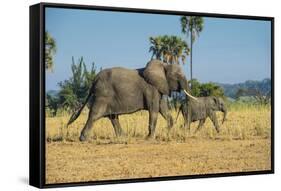 African Bush Elephant (Loxodonta Africana) Mother with Calf, Liwonde National Park, Malawi, Africa-Michael Runkel-Framed Stretched Canvas