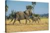 African Bush Elephant (Loxodonta Africana) Mother with Calf, Liwonde National Park, Malawi, Africa-Michael Runkel-Stretched Canvas