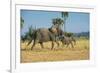 African Bush Elephant (Loxodonta Africana) Mother with Calf, Liwonde National Park, Malawi, Africa-Michael Runkel-Framed Photographic Print