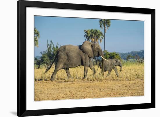 African Bush Elephant (Loxodonta Africana) Mother with Calf, Liwonde National Park, Malawi, Africa-Michael Runkel-Framed Photographic Print