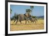 African Bush Elephant (Loxodonta Africana) Mother with Calf, Liwonde National Park, Malawi, Africa-Michael Runkel-Framed Photographic Print