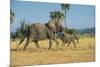 African Bush Elephant (Loxodonta Africana) Mother with Calf, Liwonde National Park, Malawi, Africa-Michael Runkel-Mounted Photographic Print