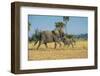 African Bush Elephant (Loxodonta Africana) Mother with Calf, Liwonde National Park, Malawi, Africa-Michael Runkel-Framed Photographic Print