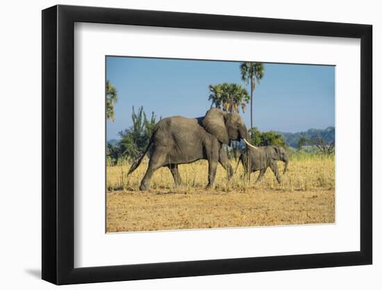 African Bush Elephant (Loxodonta Africana) Mother with Calf, Liwonde National Park, Malawi, Africa-Michael Runkel-Framed Photographic Print