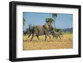 African Bush Elephant (Loxodonta Africana) Mother with Calf, Liwonde National Park, Malawi, Africa-Michael Runkel-Framed Photographic Print