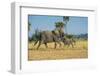 African Bush Elephant (Loxodonta Africana) Mother with Calf, Liwonde National Park, Malawi, Africa-Michael Runkel-Framed Photographic Print